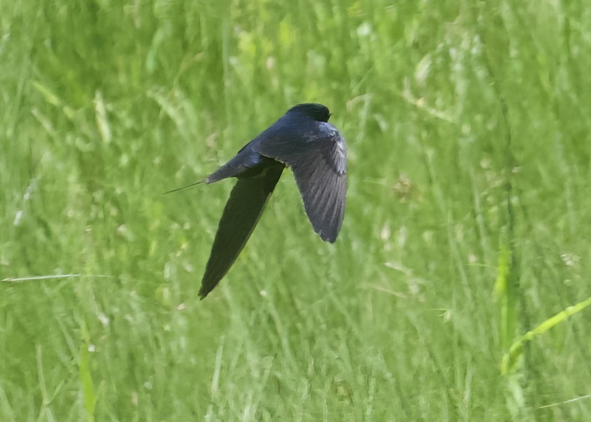 Montane Blue Swallow - ML611780662