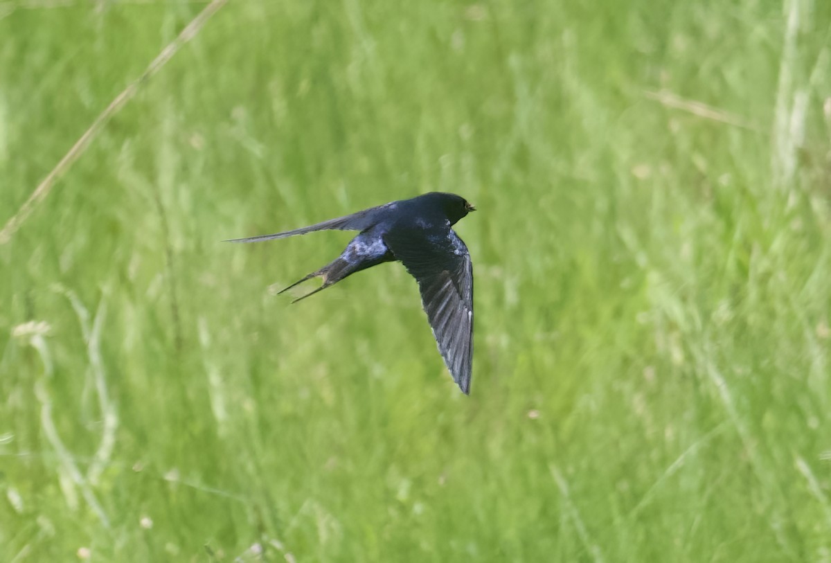 Montane Blue Swallow - ML611780664