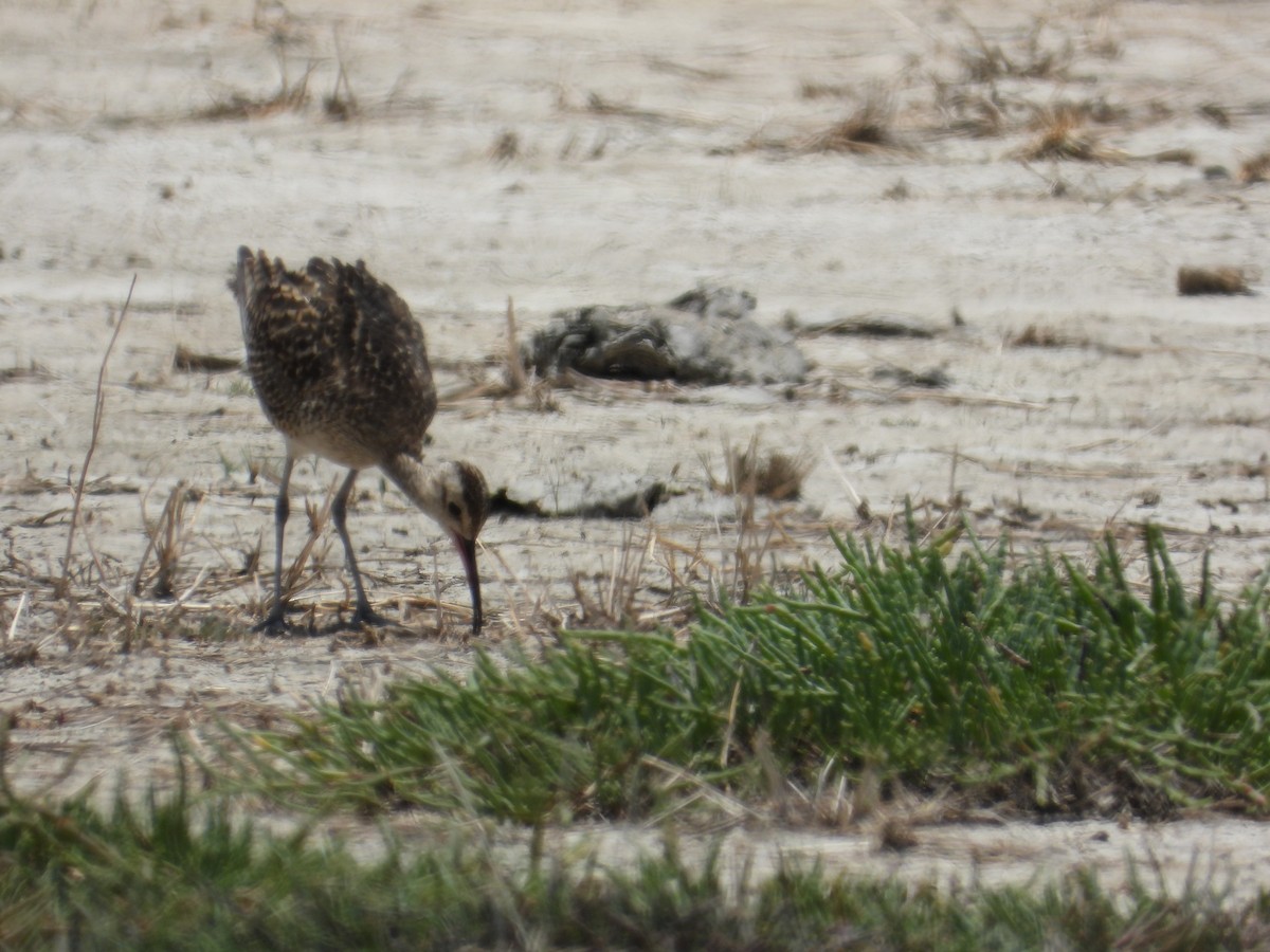 Little Curlew - ML611780944