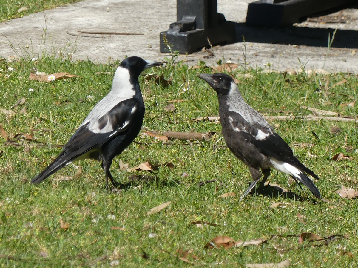 Australian Magpie (White-backed) - ML611781196