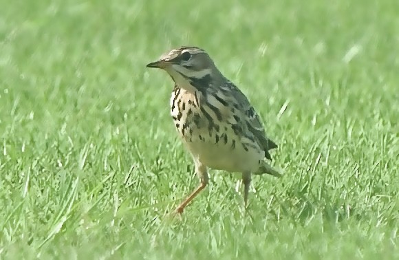 Red-throated Pipit - ML611781314