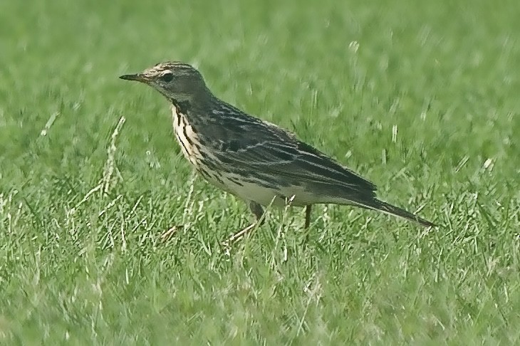 Red-throated Pipit - Ramesh T