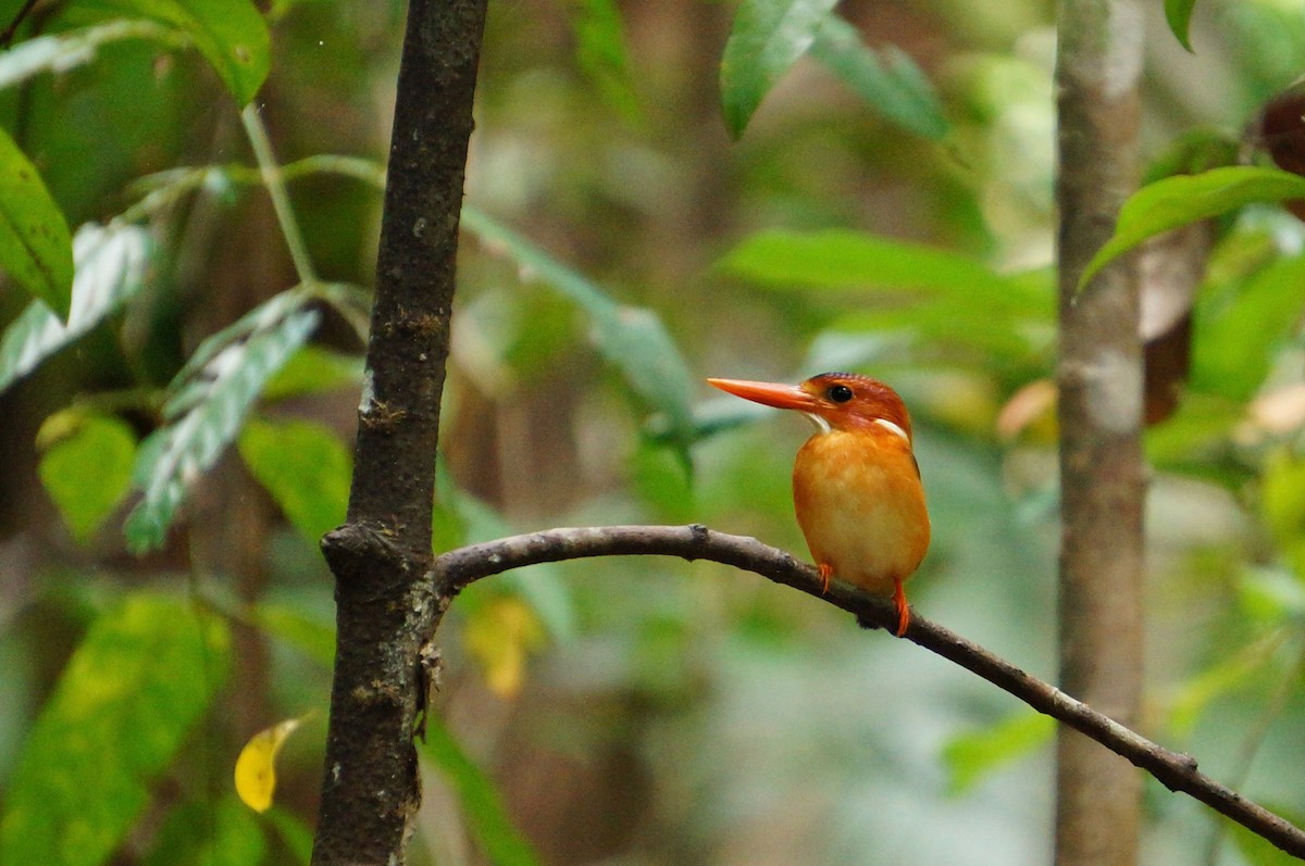Sulawesi Dwarf-Kingfisher - Cassie  Liu