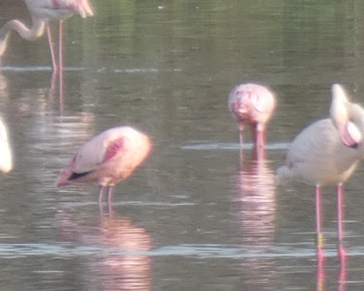 Lesser Flamingo - ML611781617