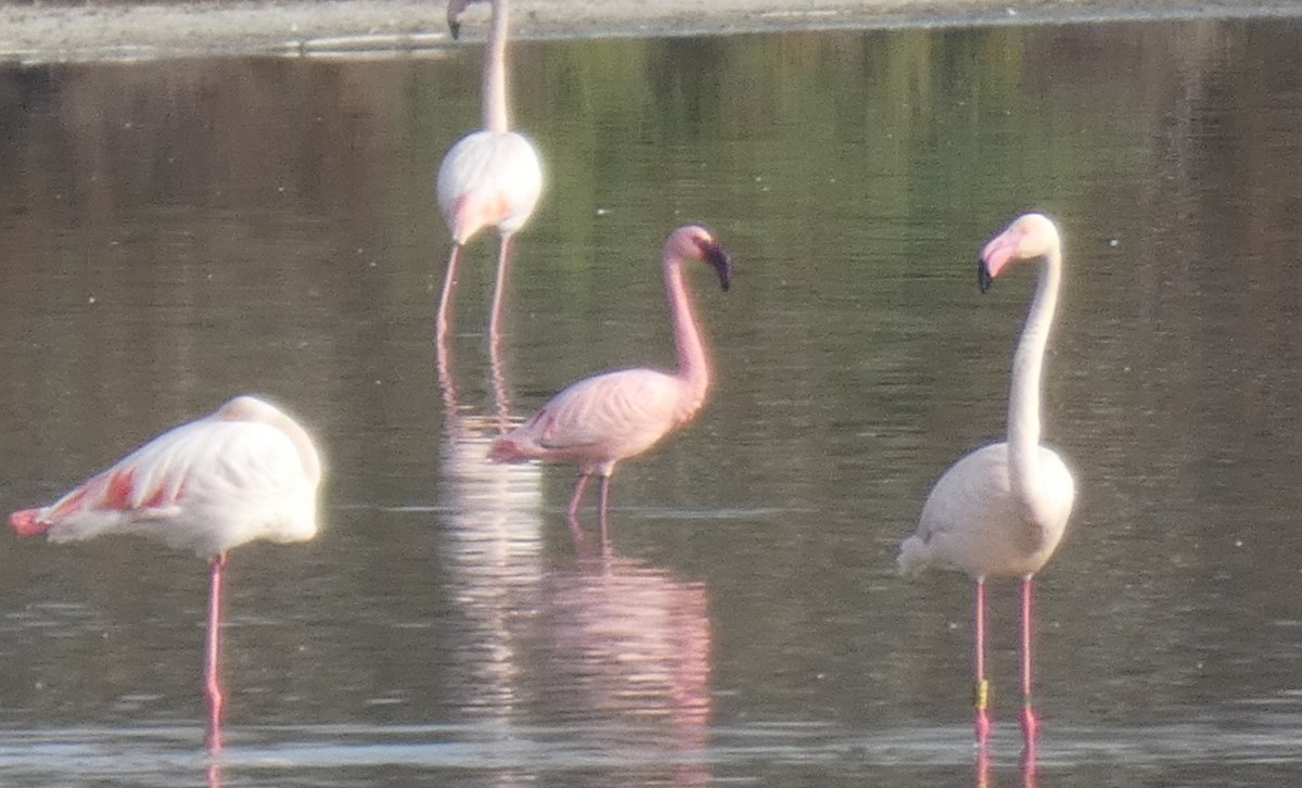 Lesser Flamingo - ML611781618
