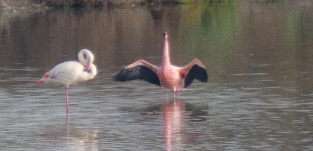 Lesser Flamingo - Angel Sallent