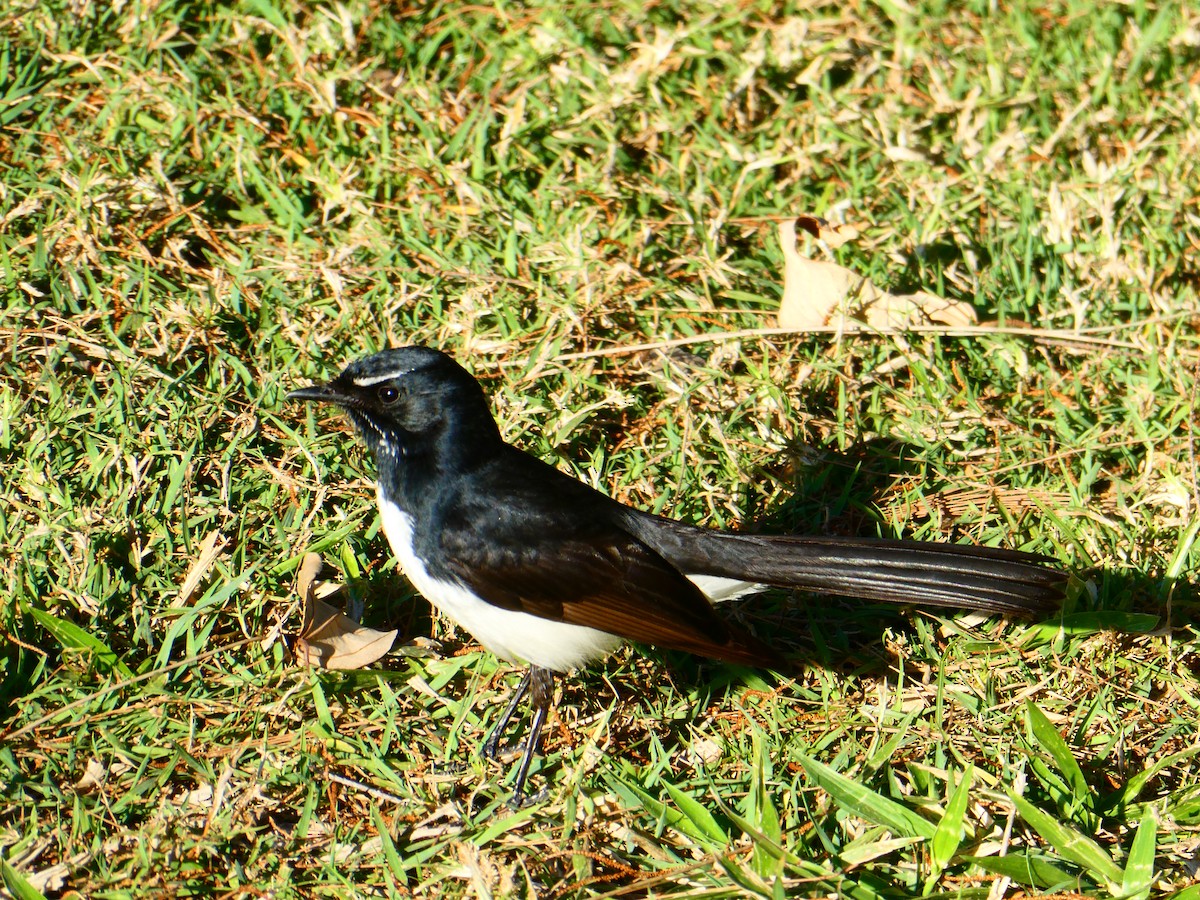 Willie-wagtail - ML611781820