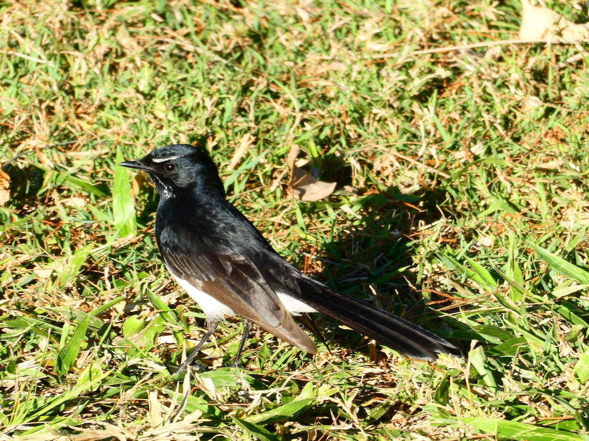 Willie-wagtail - ML611781826