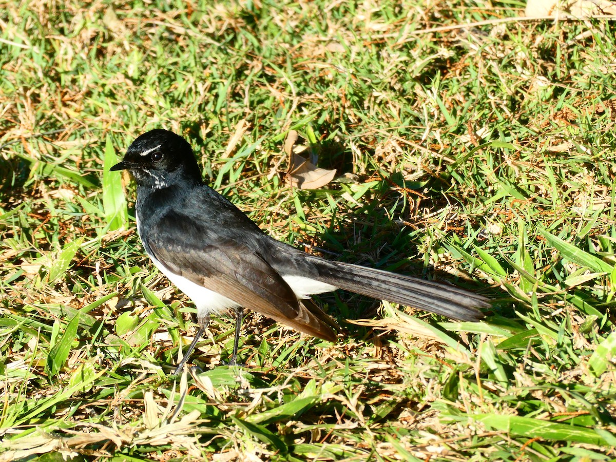 Willie-wagtail - ML611781829