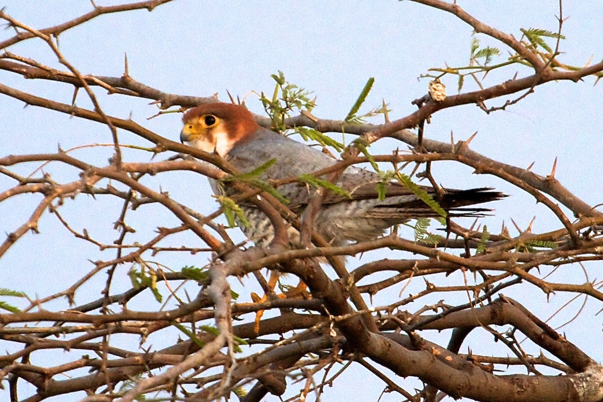 Red-necked Falcon - ML611782255