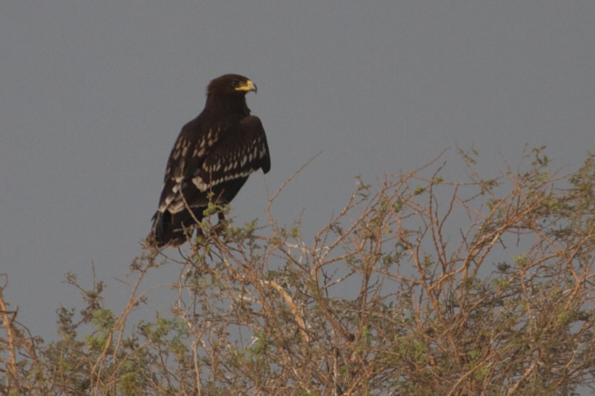Greater Spotted Eagle - ML611782258