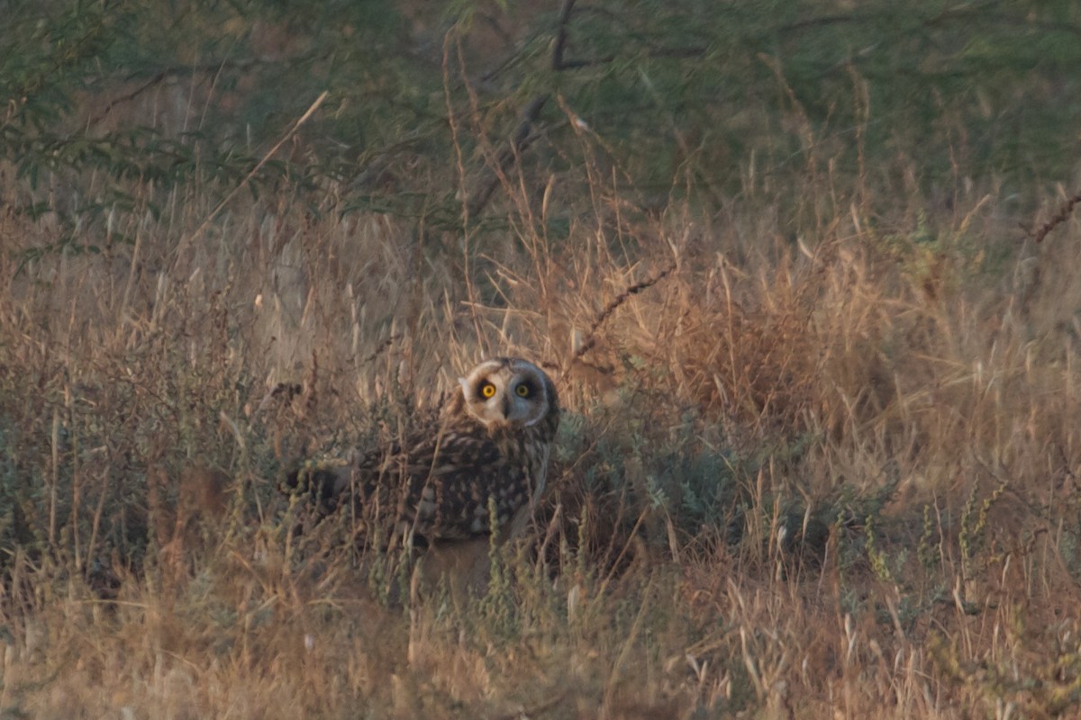Short-eared Owl - ML611782354