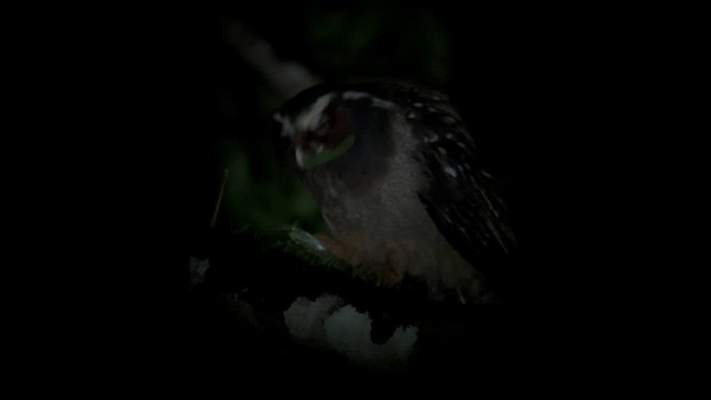 Crested Owl - ML611782671