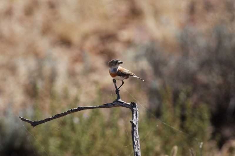 Chestnut-breasted Whiteface - ML611782874