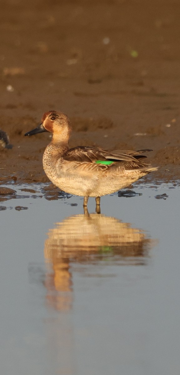 Green-winged Teal - ML611782942