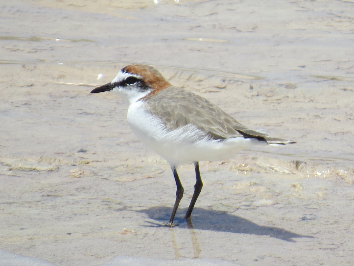 Red-capped Plover - ML611782952