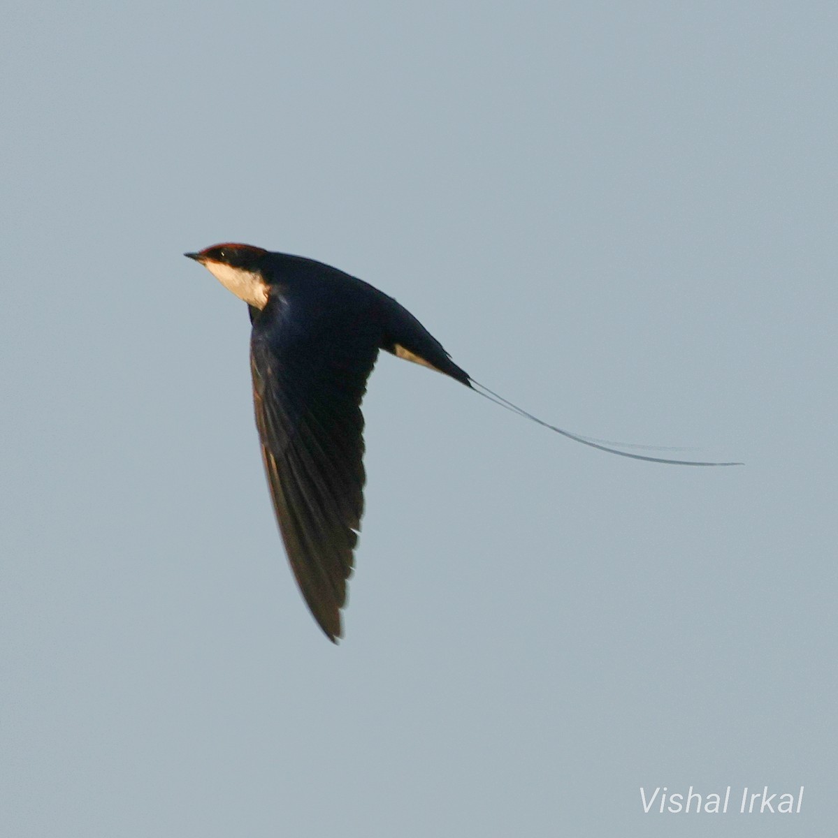 Wire-tailed Swallow - ML611783052