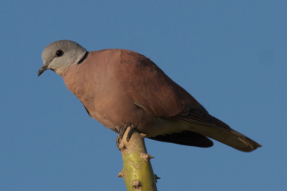 Red Collared-Dove - ML611783446