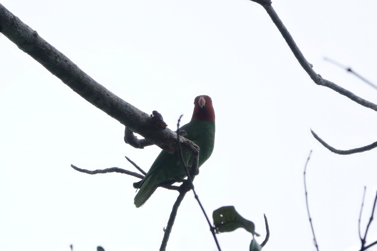 Red-cheeked Parrot - ML611783716