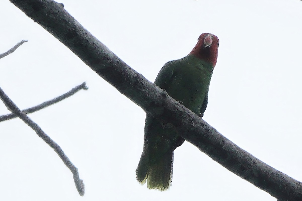 Red-cheeked Parrot - ML611783717