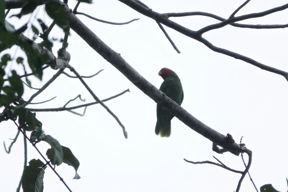 Red-cheeked Parrot - Paula Crockett