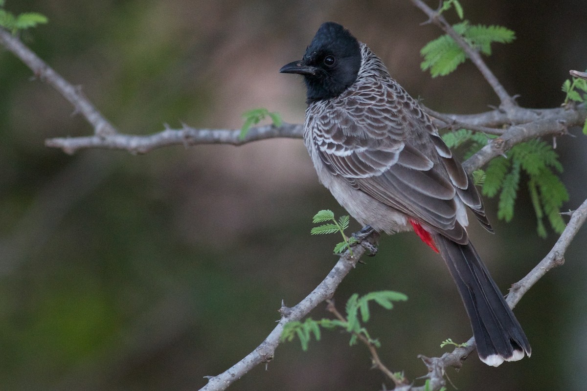 Red-vented Bulbul - ML611783771