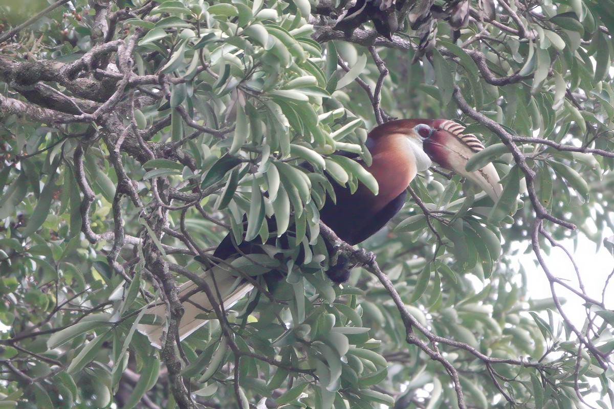 Papuahornvogel - ML611783901