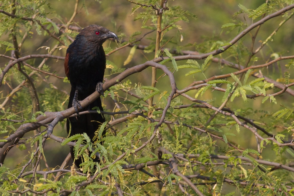 Greater Coucal - ML611783945
