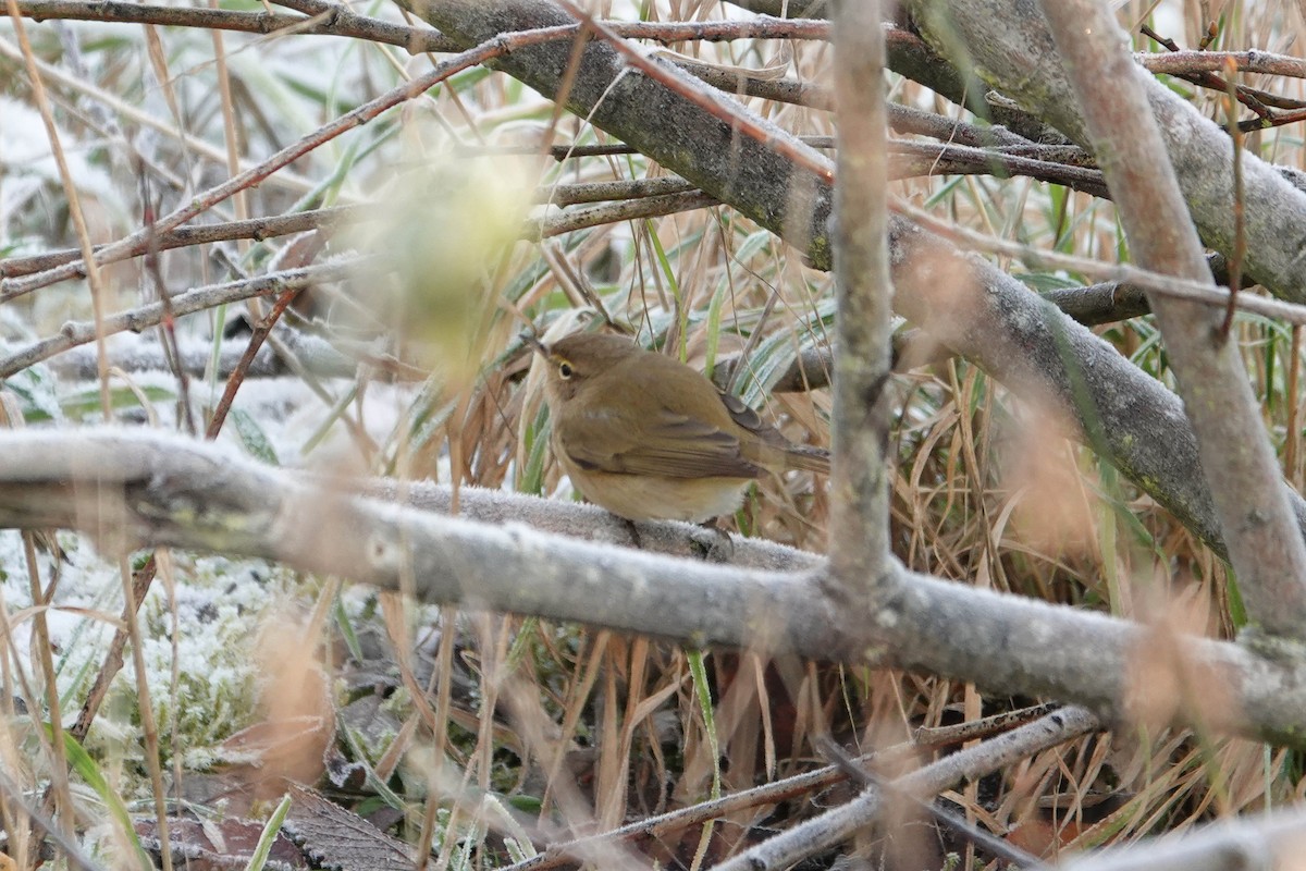 Ebird Checklist Dec Audenshaw Reservoirs Species