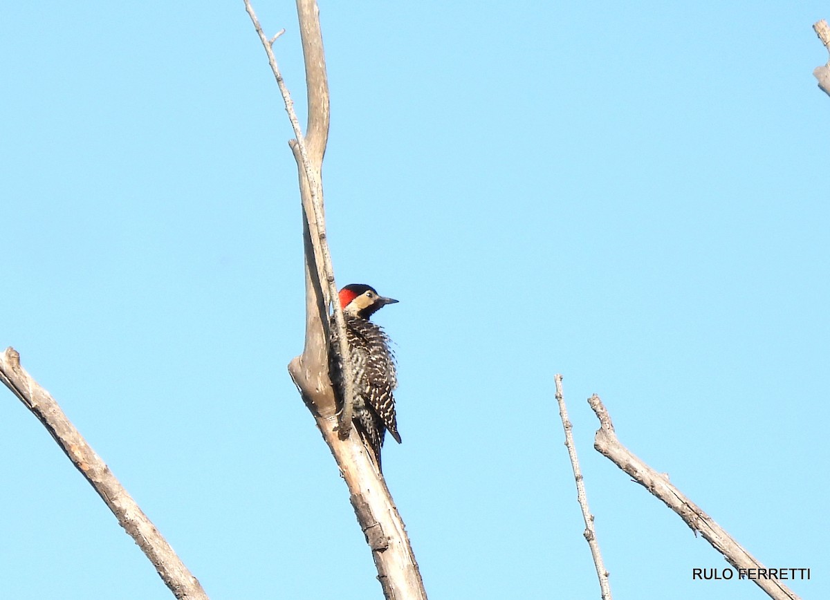 Green-barred Woodpecker - feliciano osvaldo ferretti