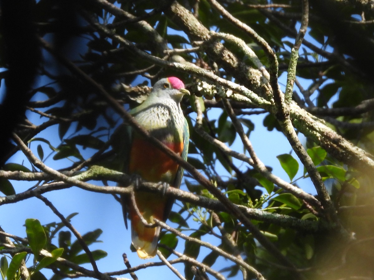 Rose-crowned Fruit-Dove - ML611784375