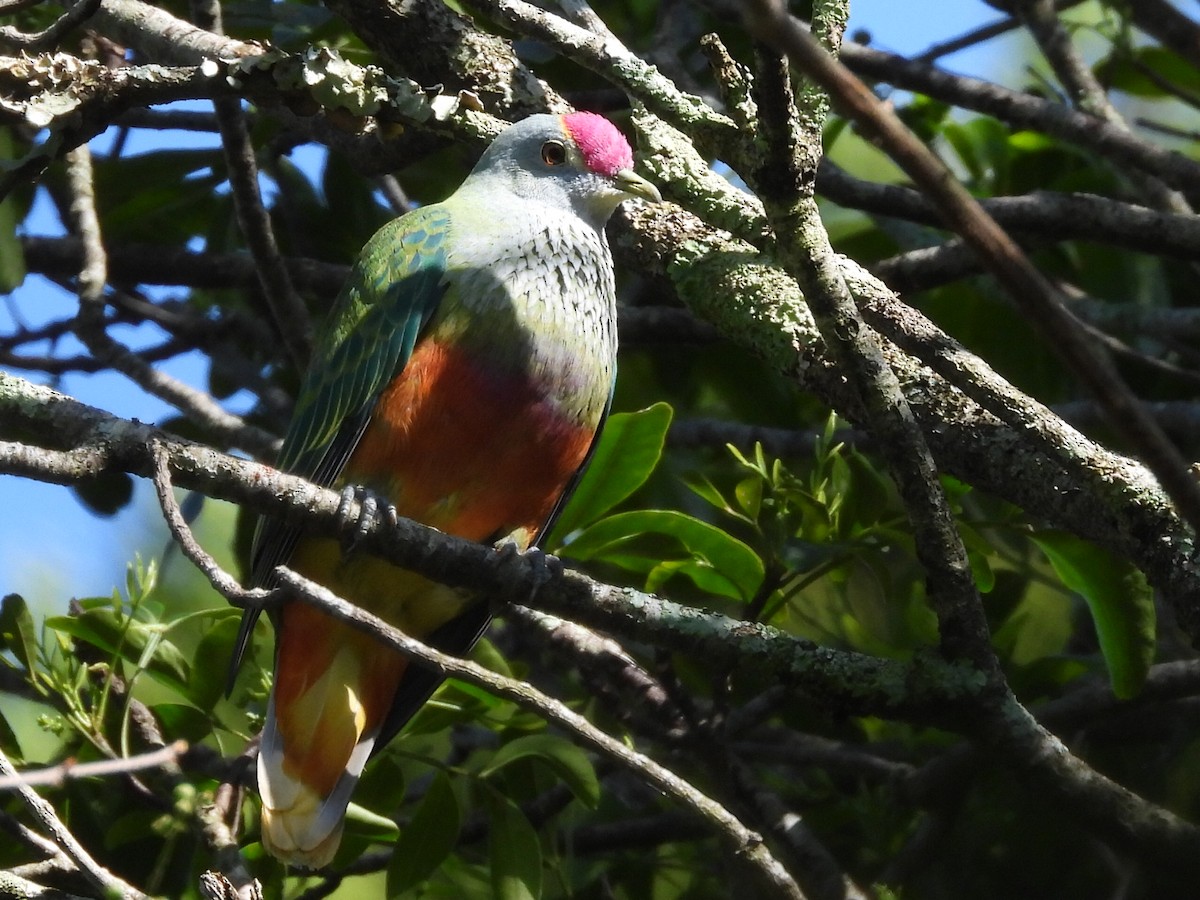 Rose-crowned Fruit-Dove - ML611784376