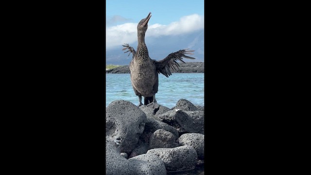 Galapagos Karabatağı - ML611784429