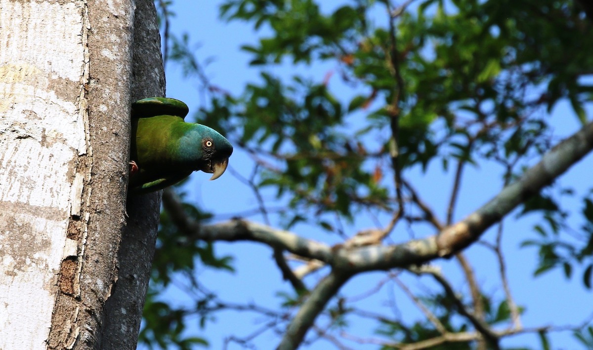 Blue-headed Macaw - ML611784673