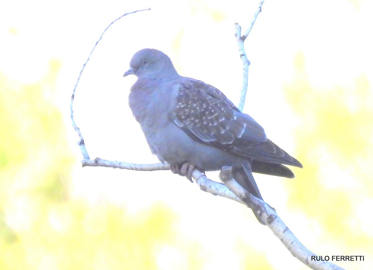 Spot-winged Pigeon - ML611784720