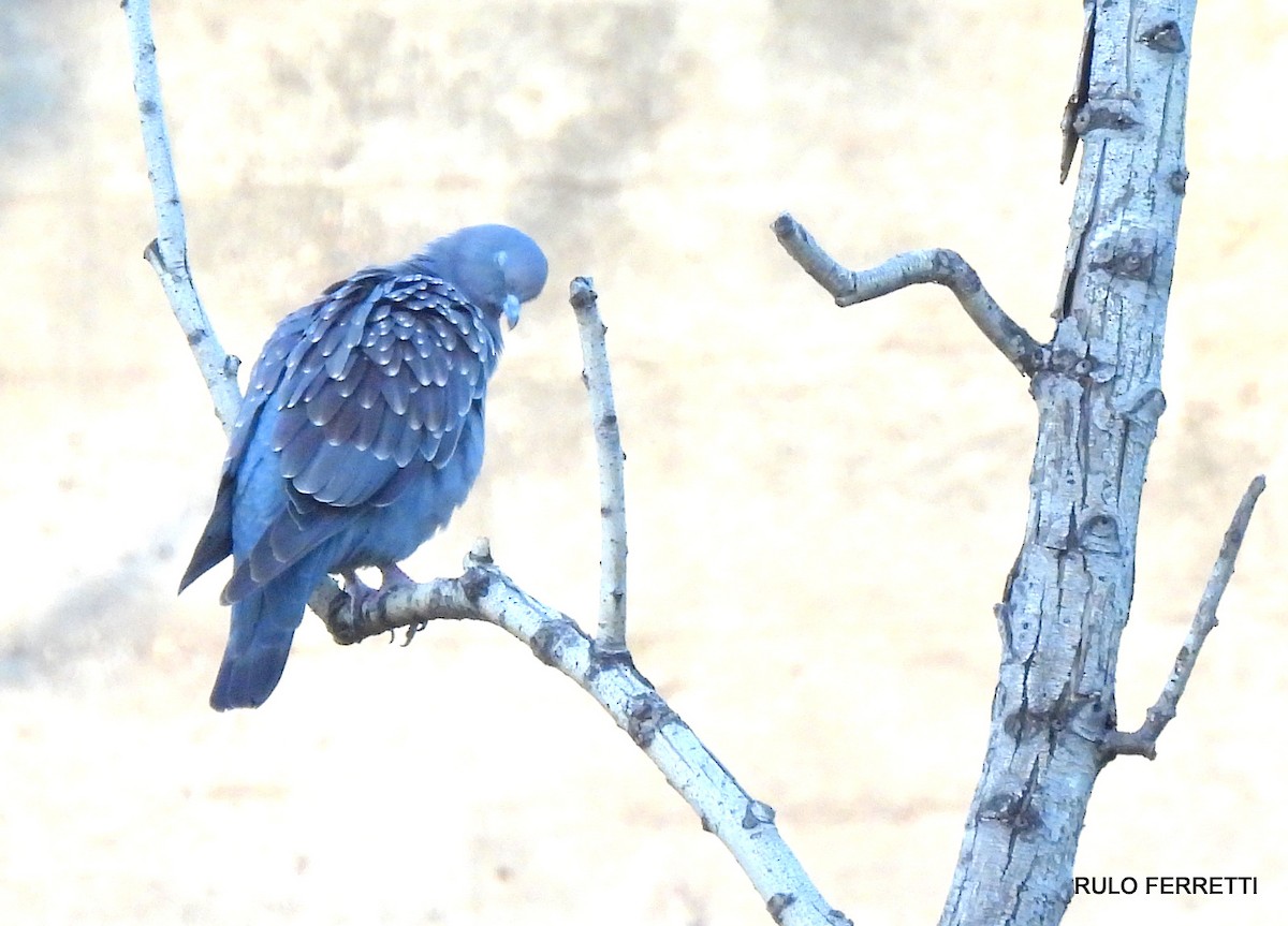 Spot-winged Pigeon - ML611784721