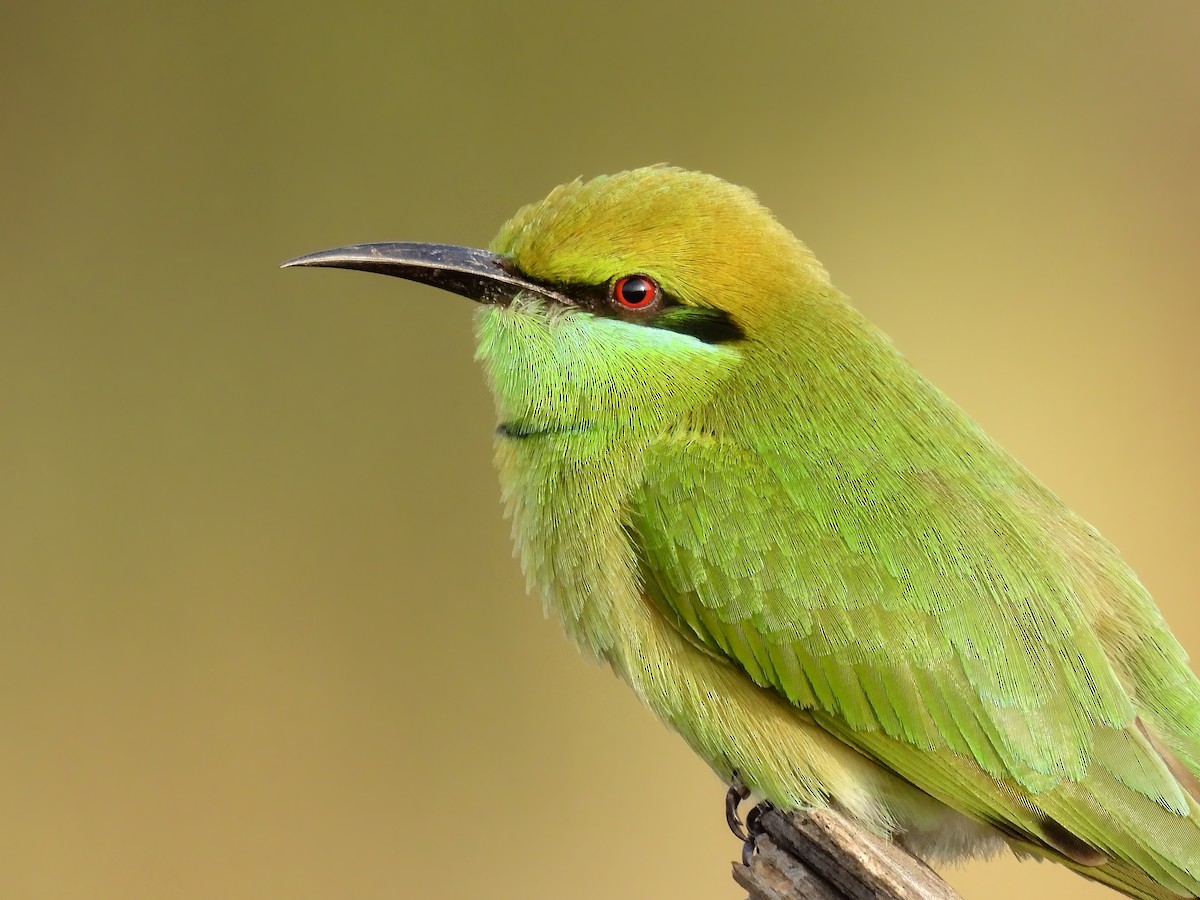 Asian Green Bee-eater - ML611784767