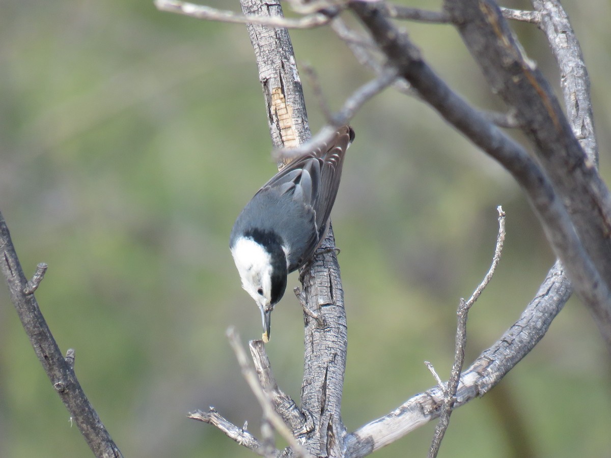 White-breasted Nuthatch (Interior West) - ML611785146