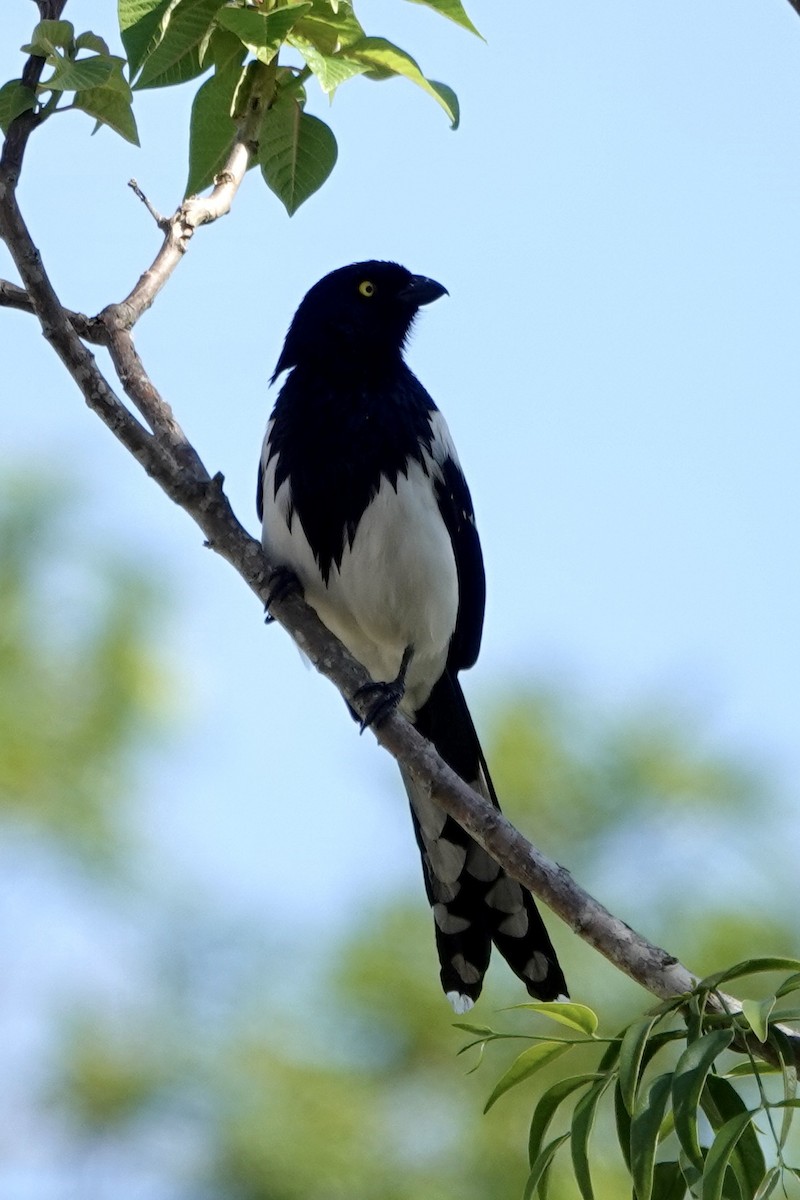 Magpie Tanager - ML611785368