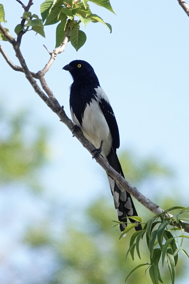 Magpie Tanager - ML611785369