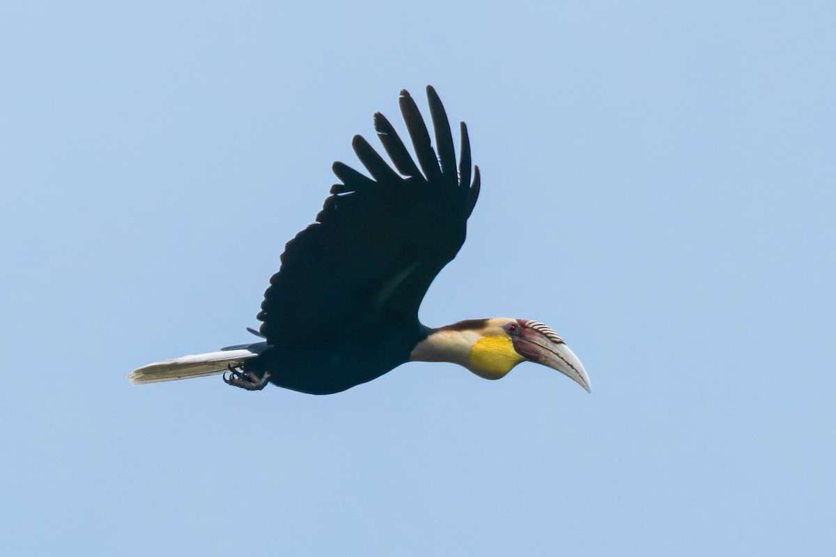Plain-pouched Hornbill - Wich’yanan Limparungpatthanakij