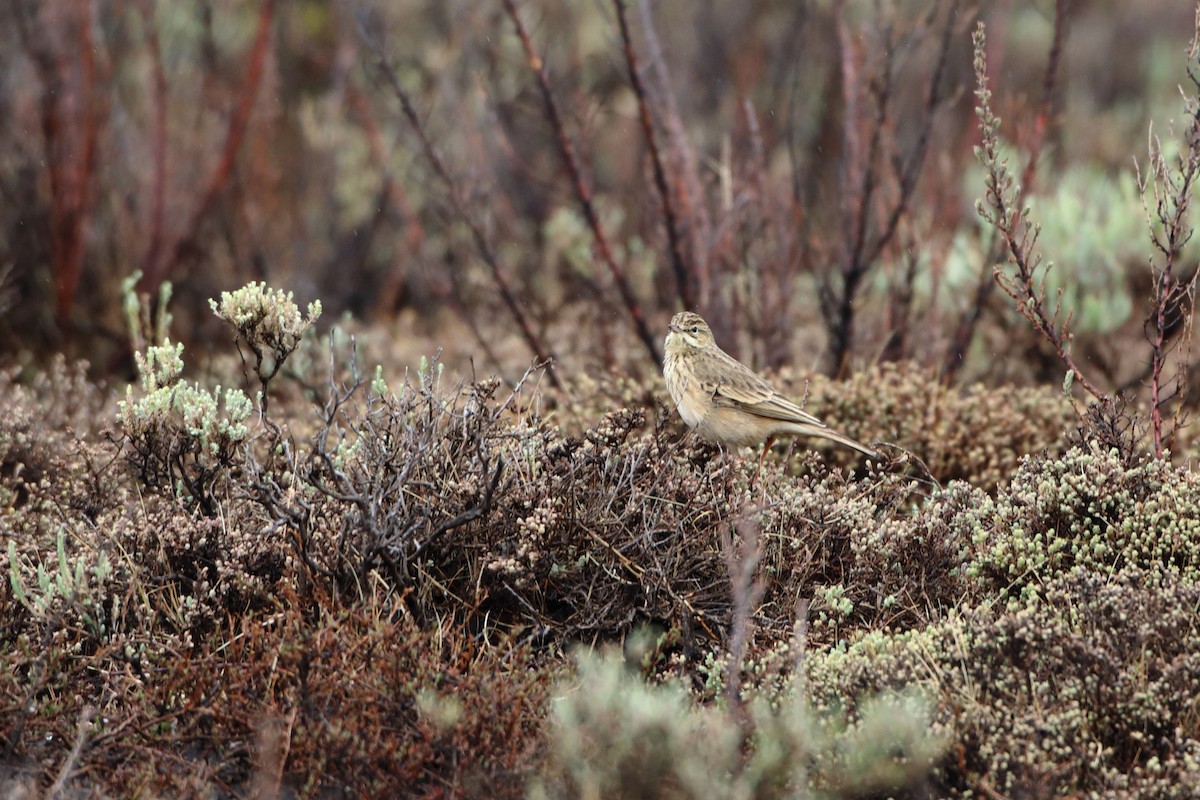 Mountain Pipit - Ohad Sherer
