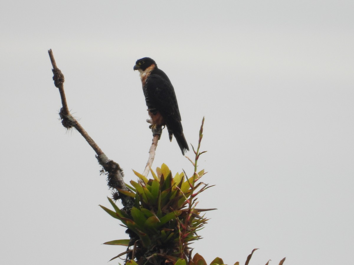 Orange-breasted Falcon - ML611786105