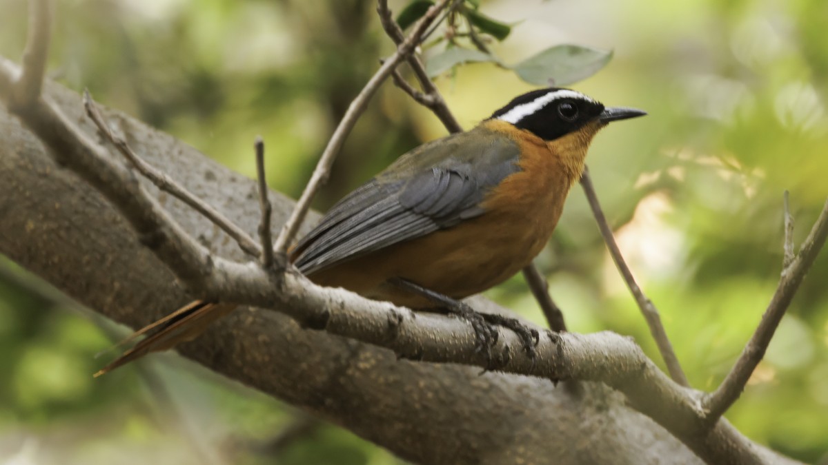 White-browed Robin-Chat - ML611786135