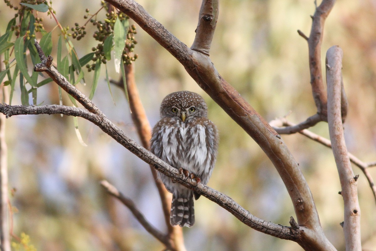 Pearl-spotted Owlet - ML611786165