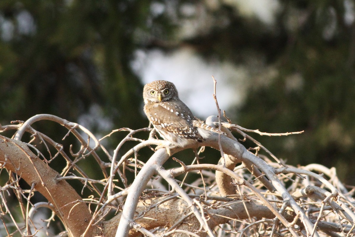 Pearl-spotted Owlet - ML611786166