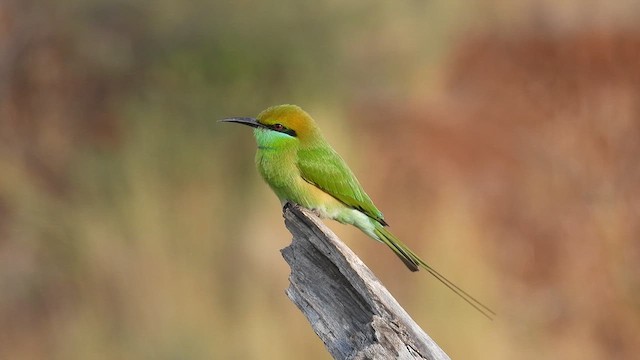 Asian Green Bee-eater - ML611786176
