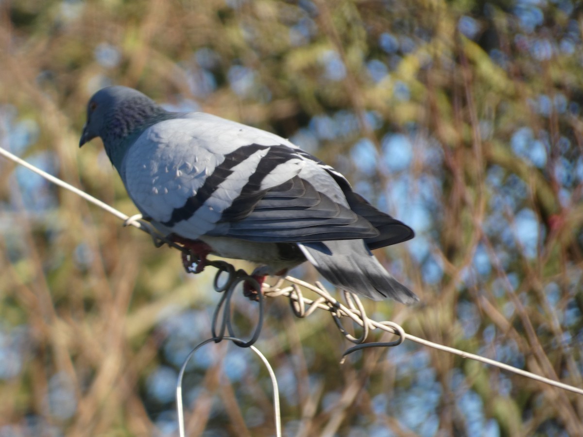 Rock Pigeon (Feral Pigeon) - ML611786414