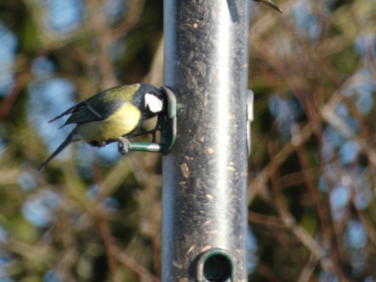 Great Tit - Mike Tuer
