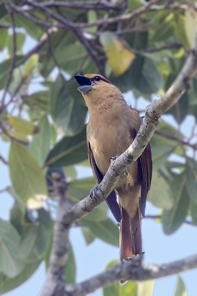 Brown Tanager - ML611786492